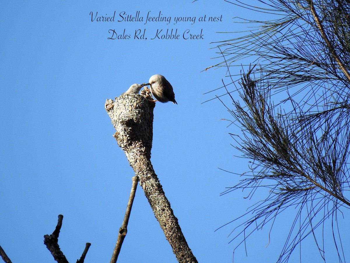 Varied Sittella - ML638418958
