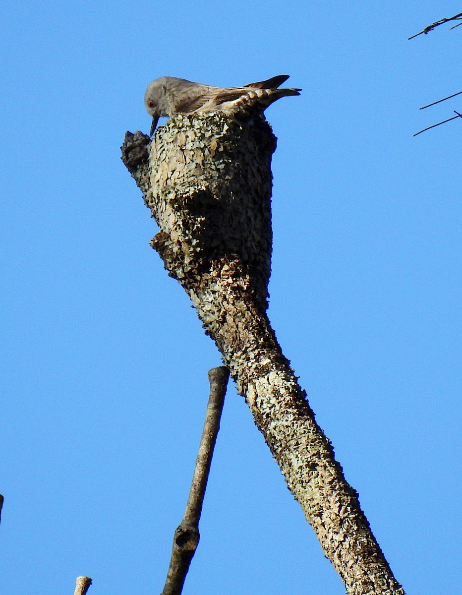 Varied Sittella - ML638418959