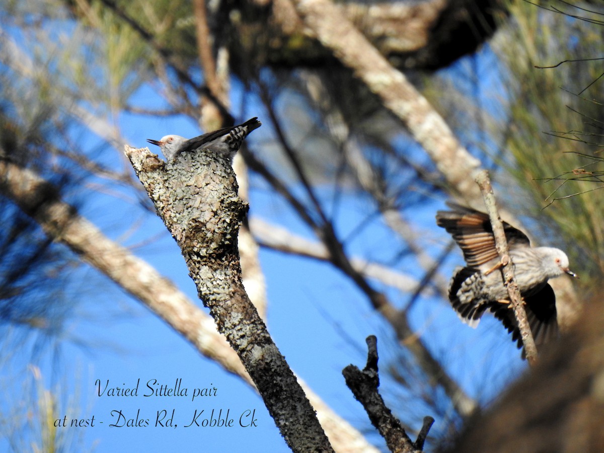 Varied Sittella - ML638418960