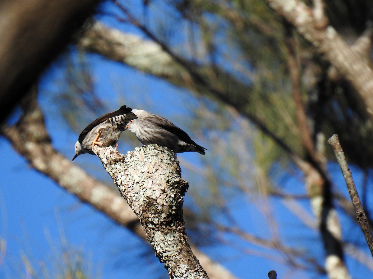 Varied Sittella - ML638418961