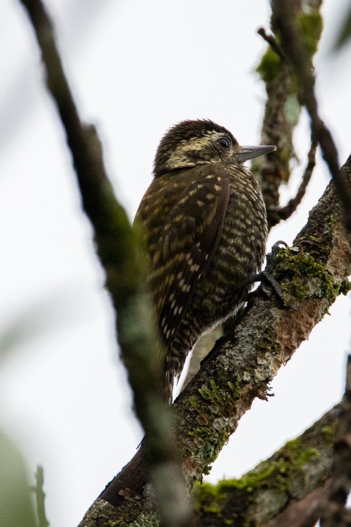 White-spotted Woodpecker - ML638418968