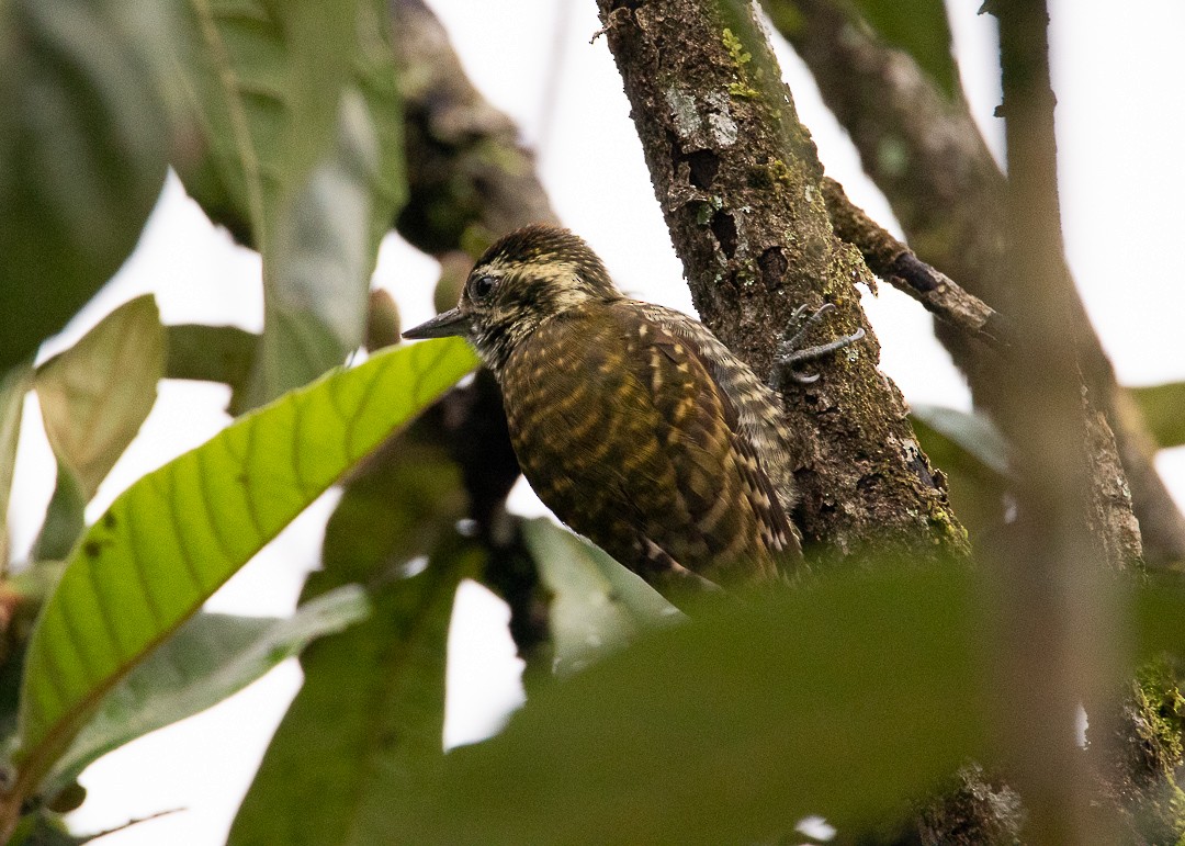 White-spotted Woodpecker - ML638418977