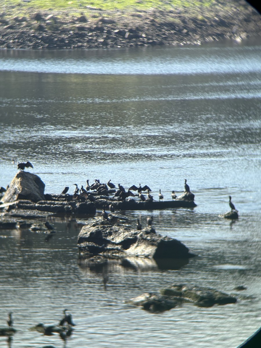 Cormorán Orejudo - ML638418994