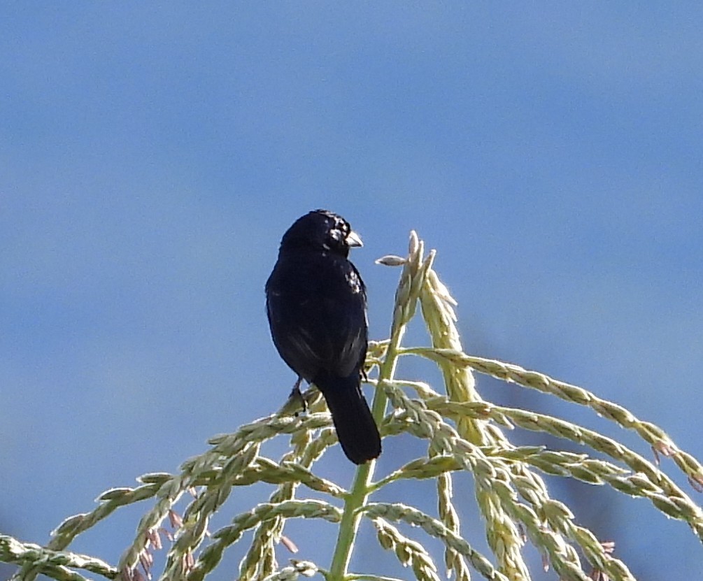 Blue-black Grassquit - ML638419081