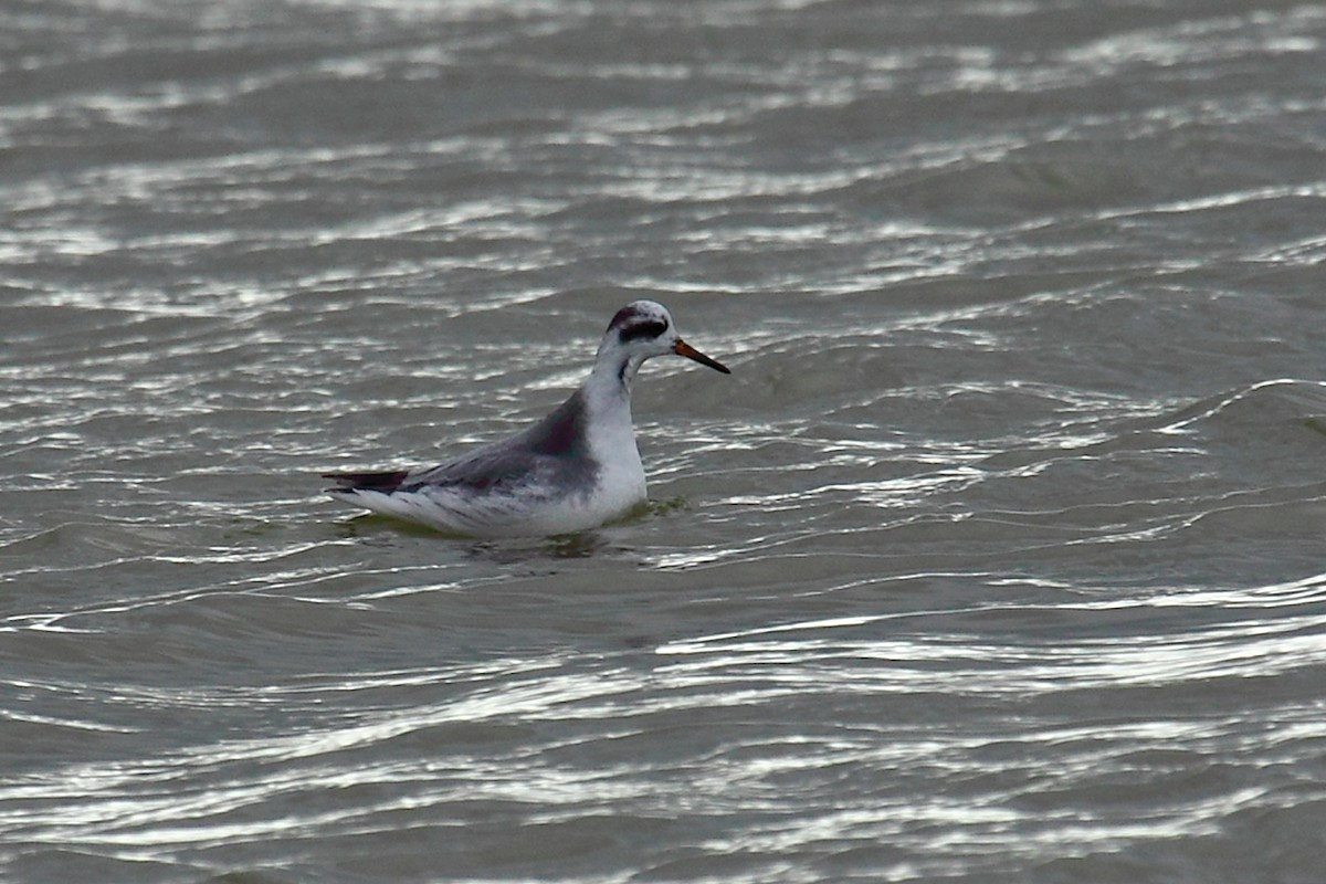 Red Phalarope - António Gonçalves