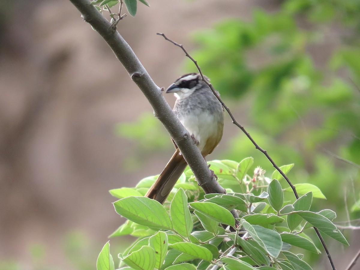Stripe-headed Sparrow - ML638419120