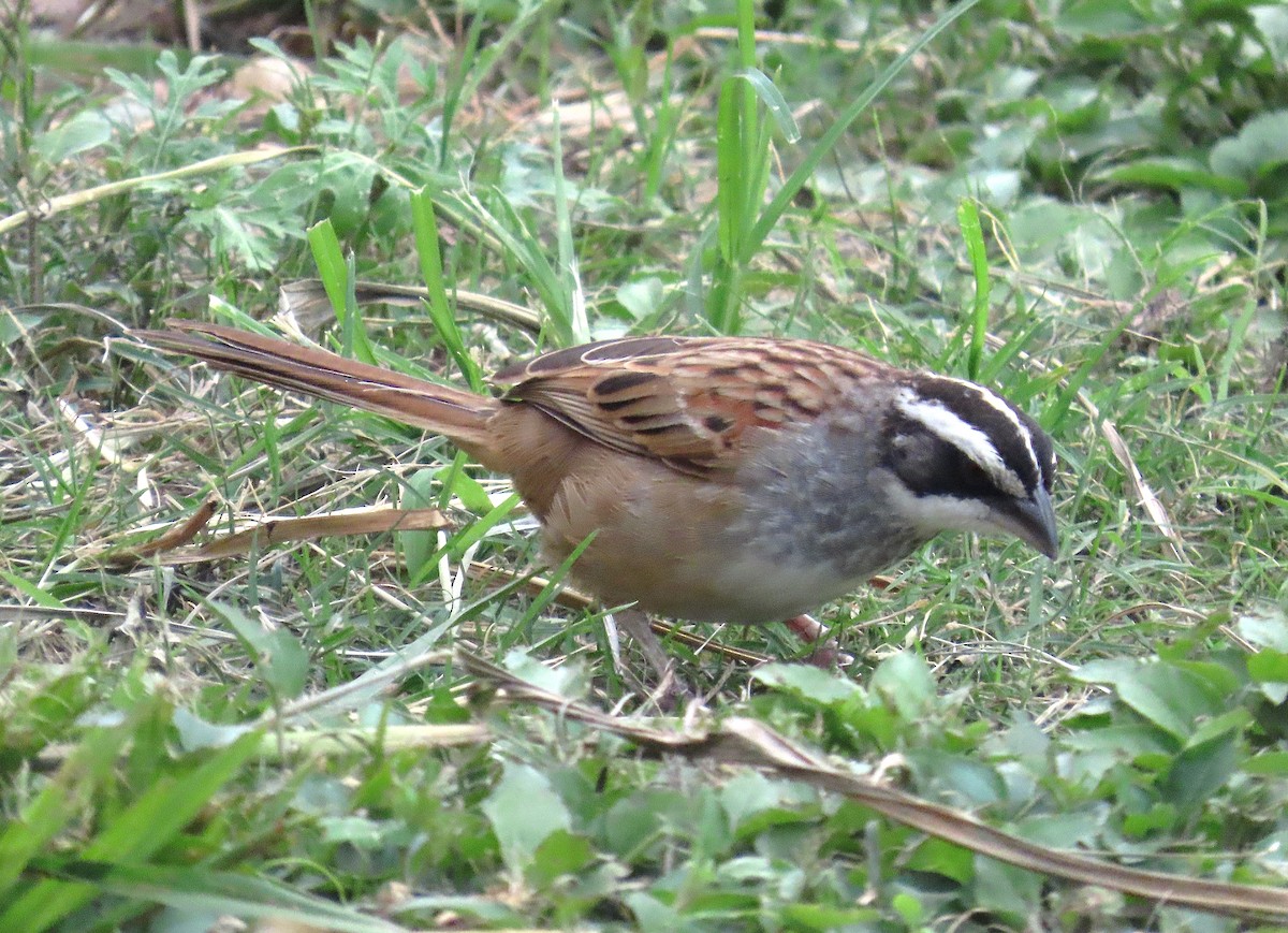 Stripe-headed Sparrow - ML638419121