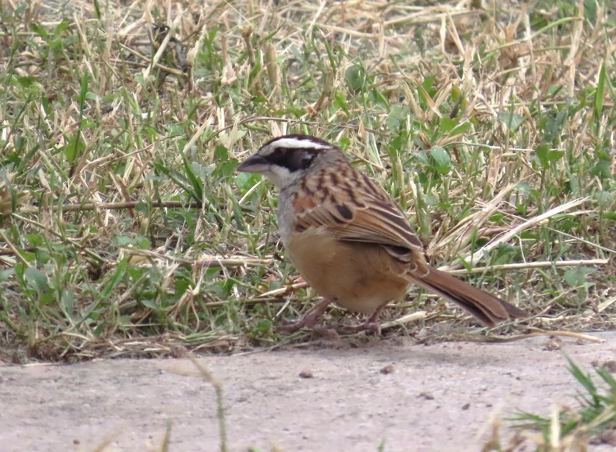 Stripe-headed Sparrow - ML638419122