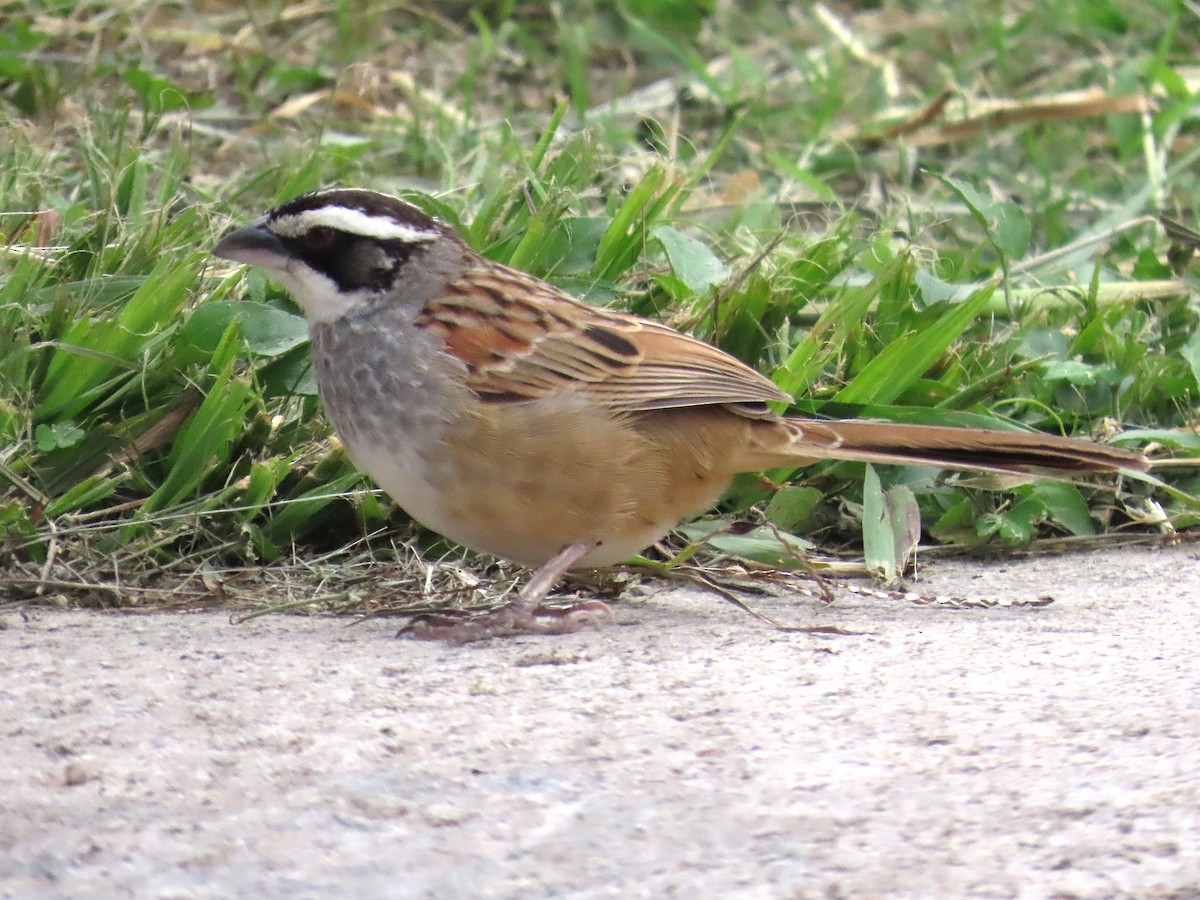 Stripe-headed Sparrow - ML638419123