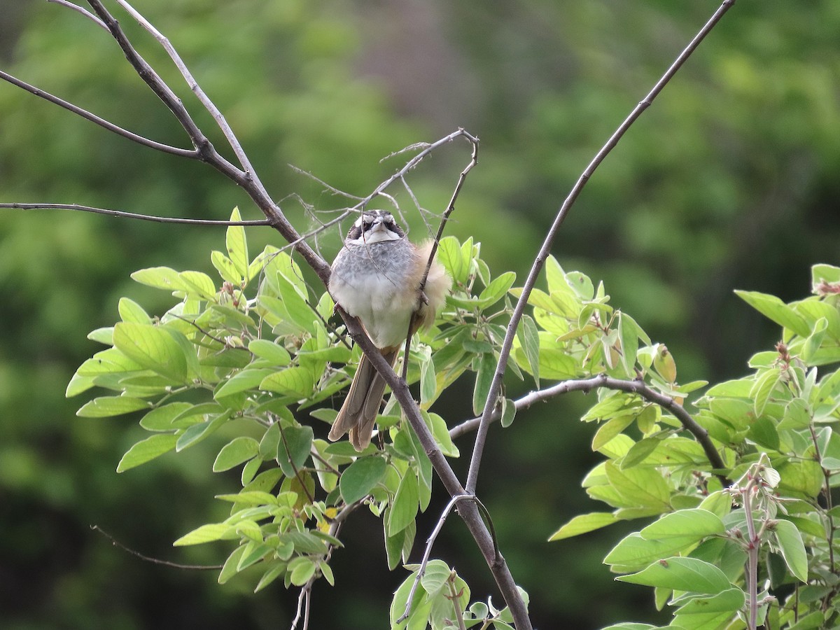 Stripe-headed Sparrow - ML638419124