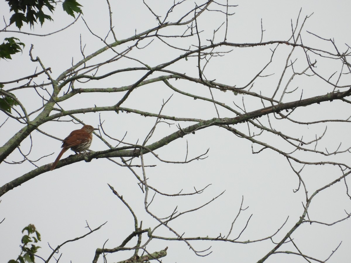 Brown Thrasher - ML638419316