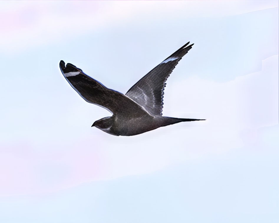 Lesser Nighthawk - ML638419337