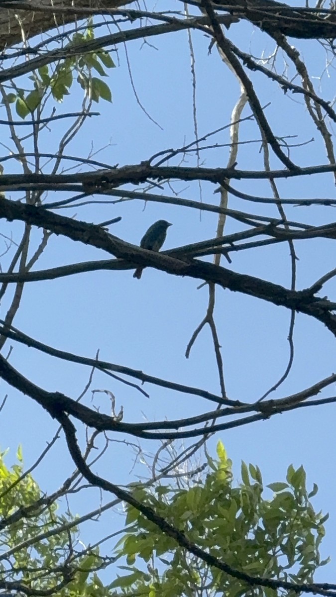 Indigo Bunting - ML638419373