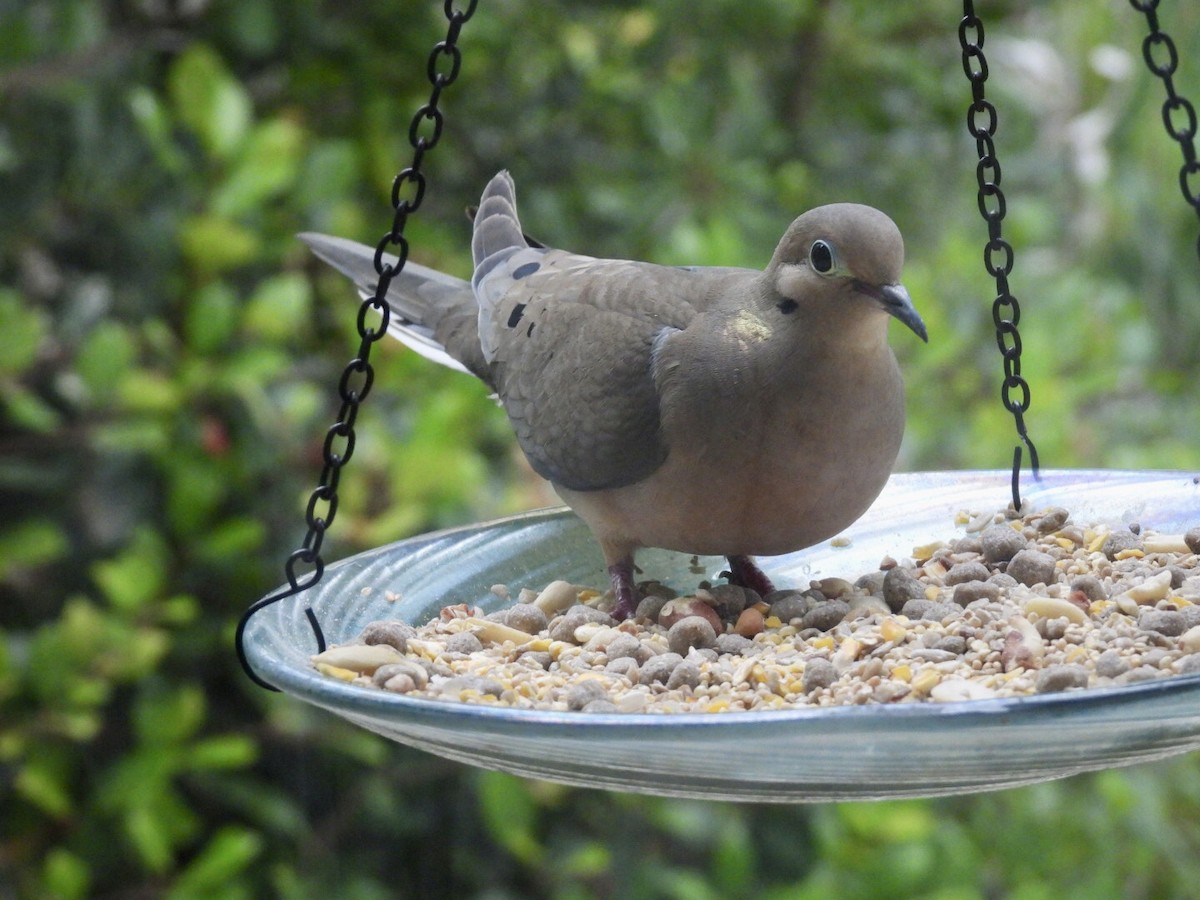 Mourning Dove - ML638419390