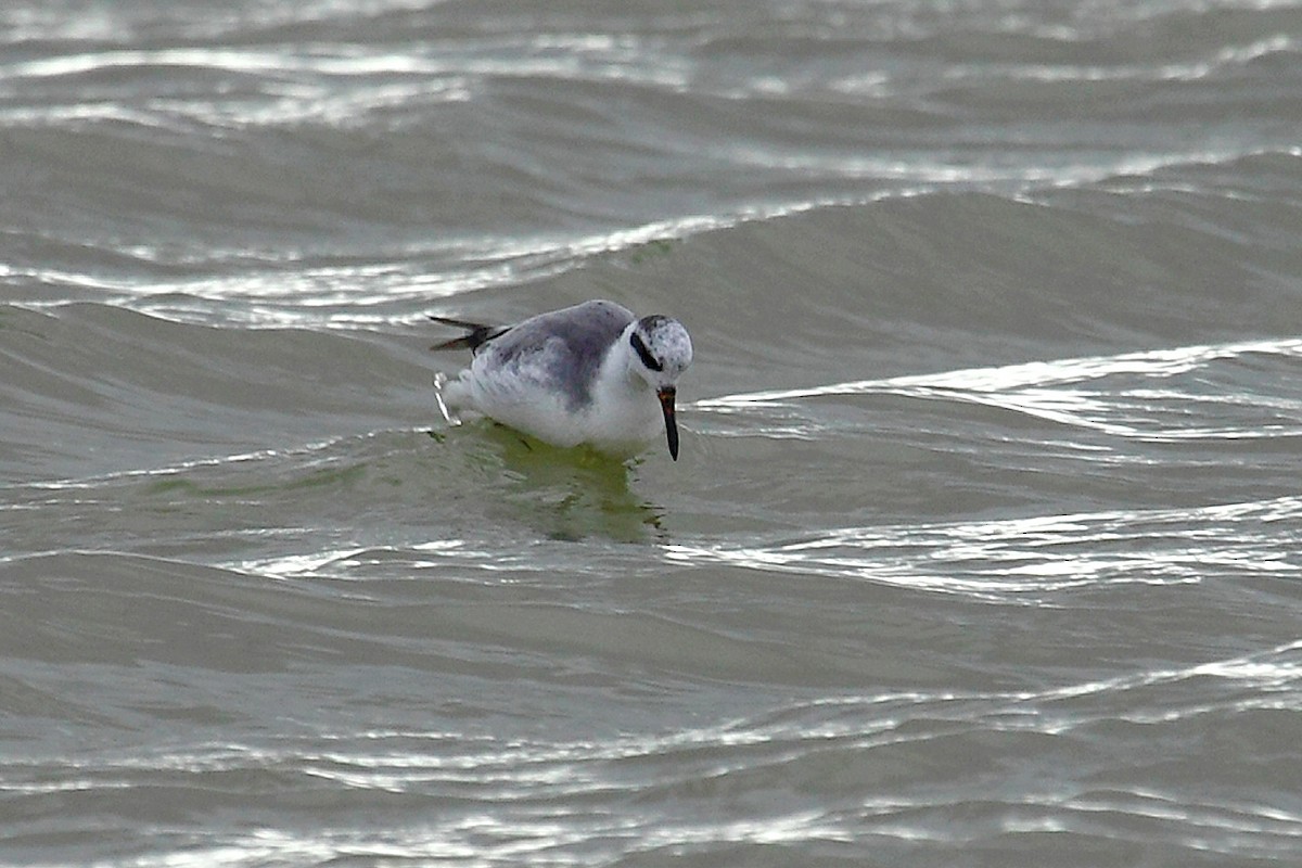 Phalarope à bec large - ML63841941