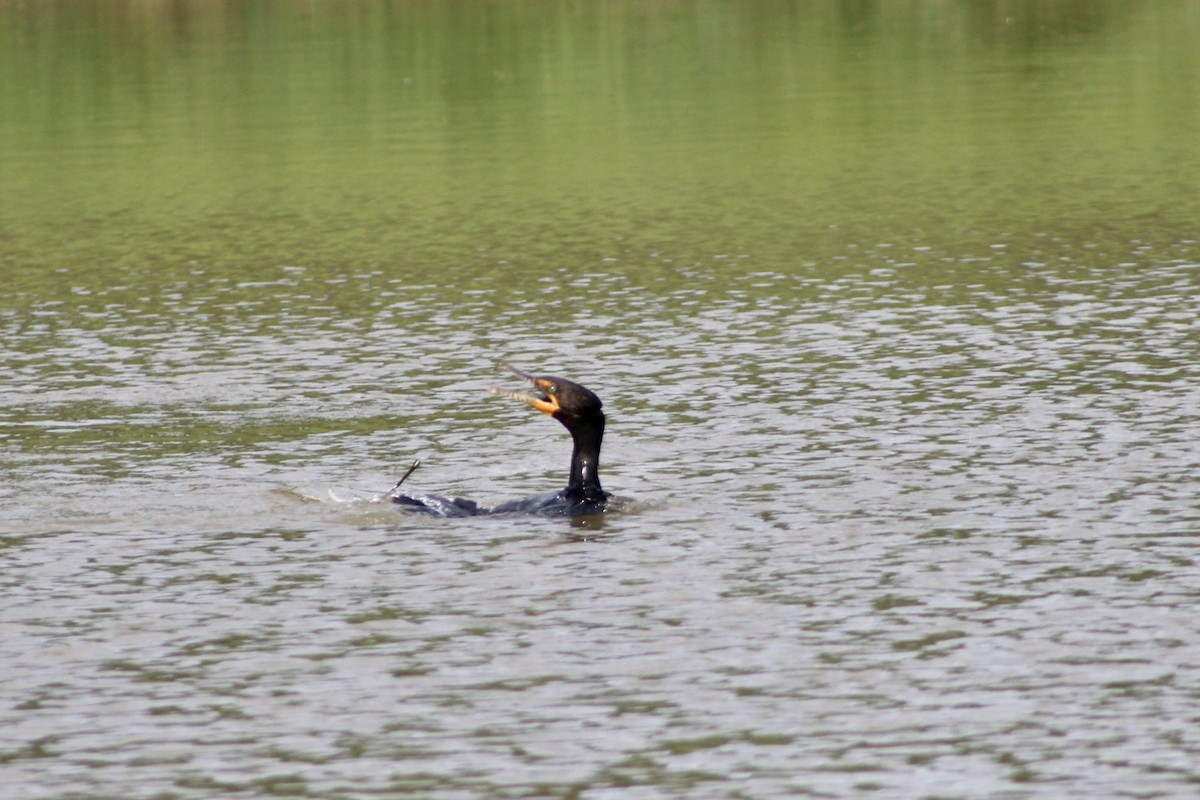 Cormorán Orejudo - ML638419417
