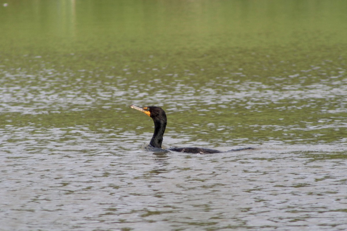 Cormorán Orejudo - ML638419423