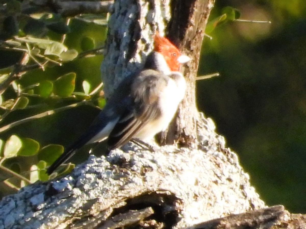 Red-crested Cardinal - ML638419433