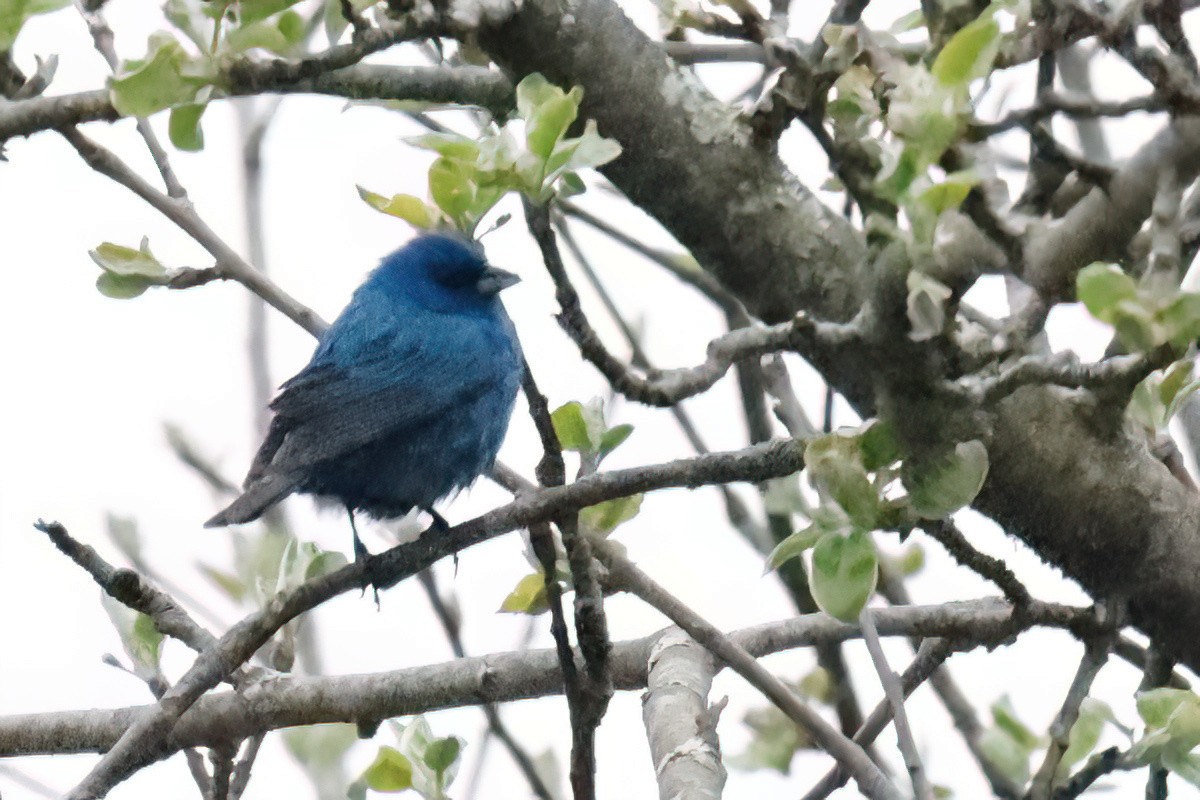 Indigo Bunting - ML638419508