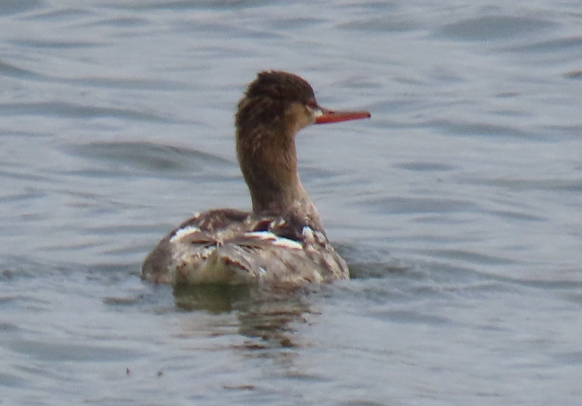 Сэвгэр бохио - ML638419564