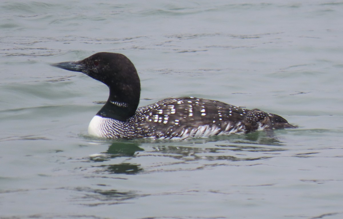 Common Loon - ML638419581