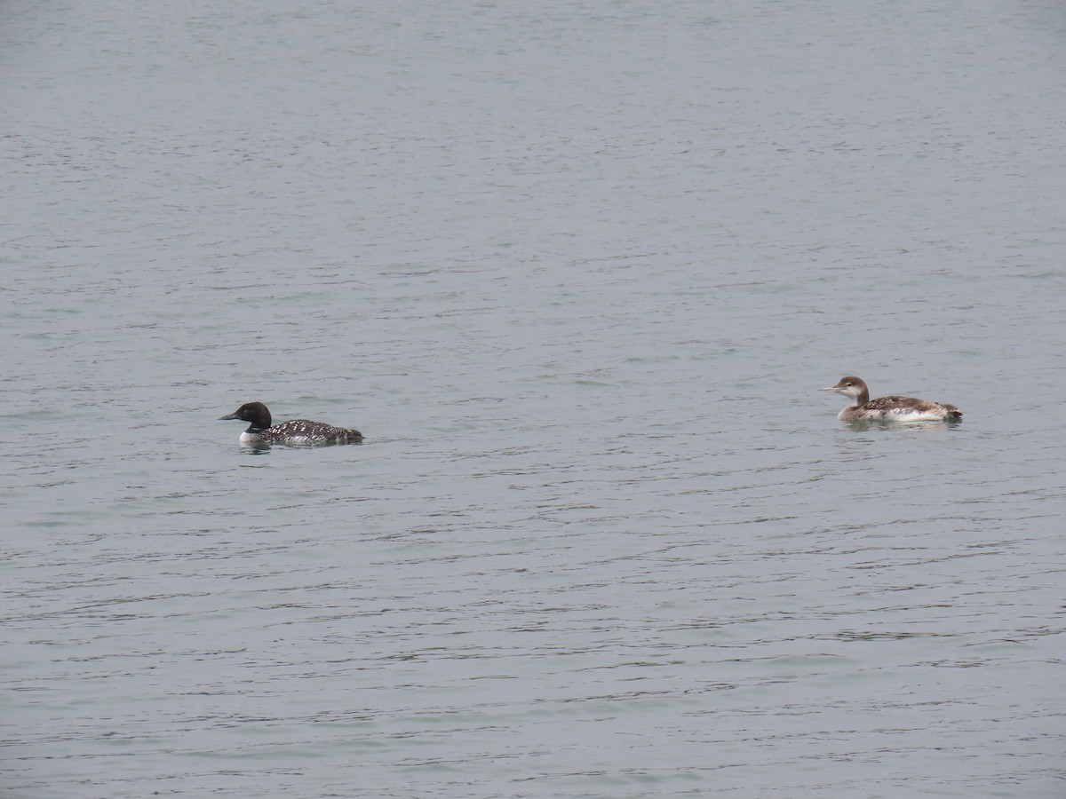 Common Loon - ML638419597