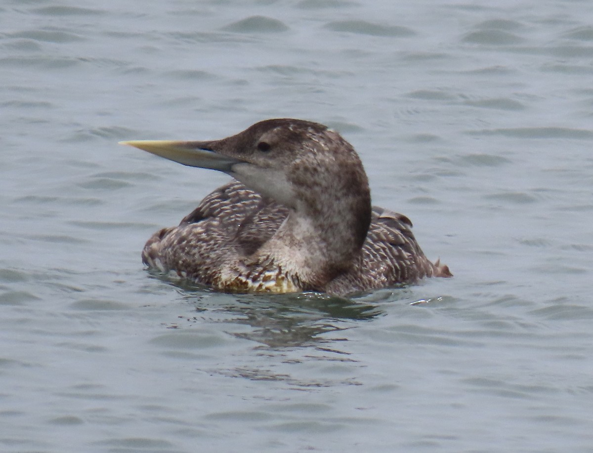 Yellow-billed Loon - ML638419617
