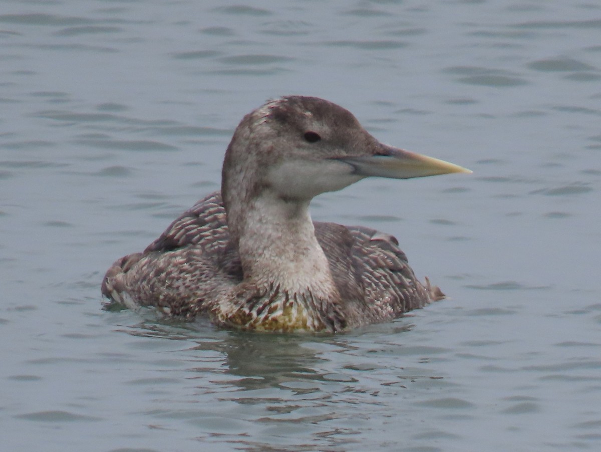 Yellow-billed Loon - ML638419621