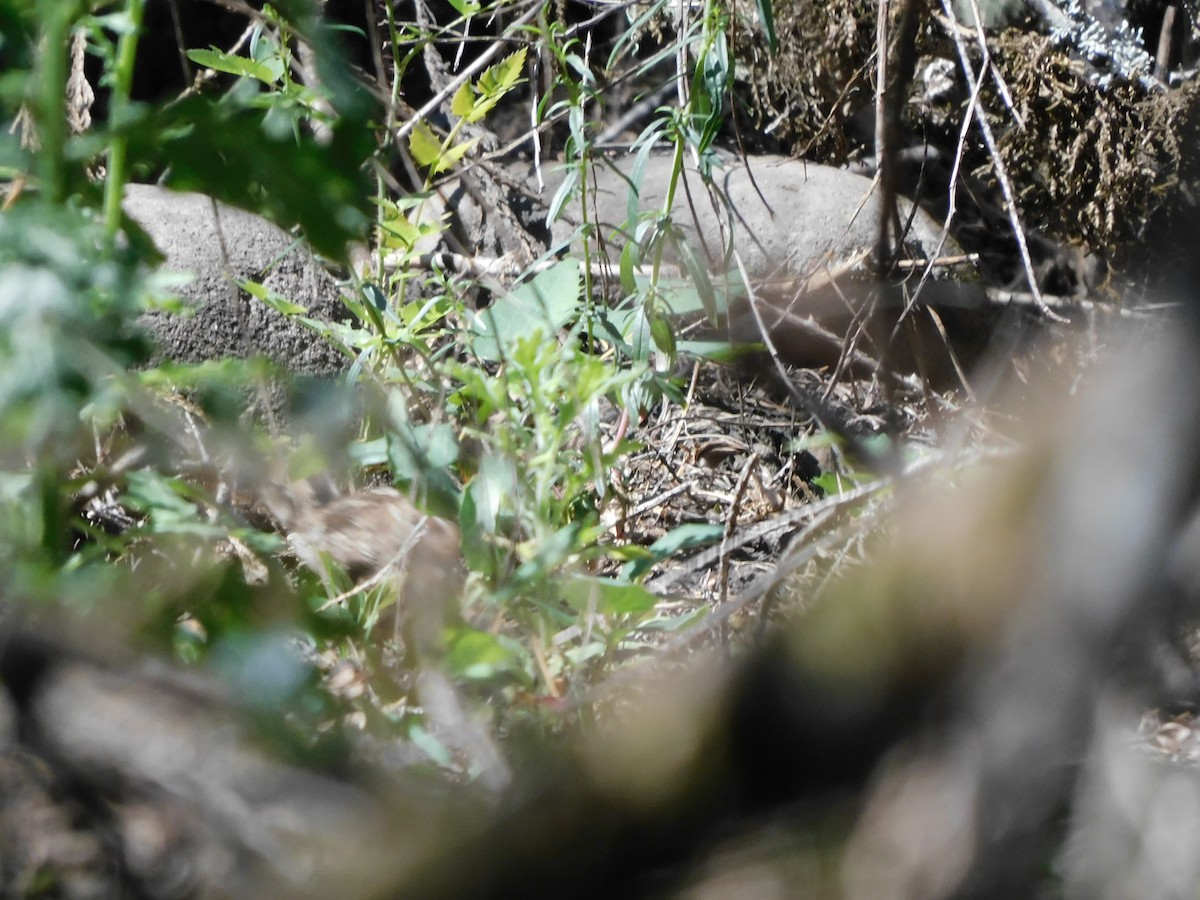Mountain Quail - ML638419623