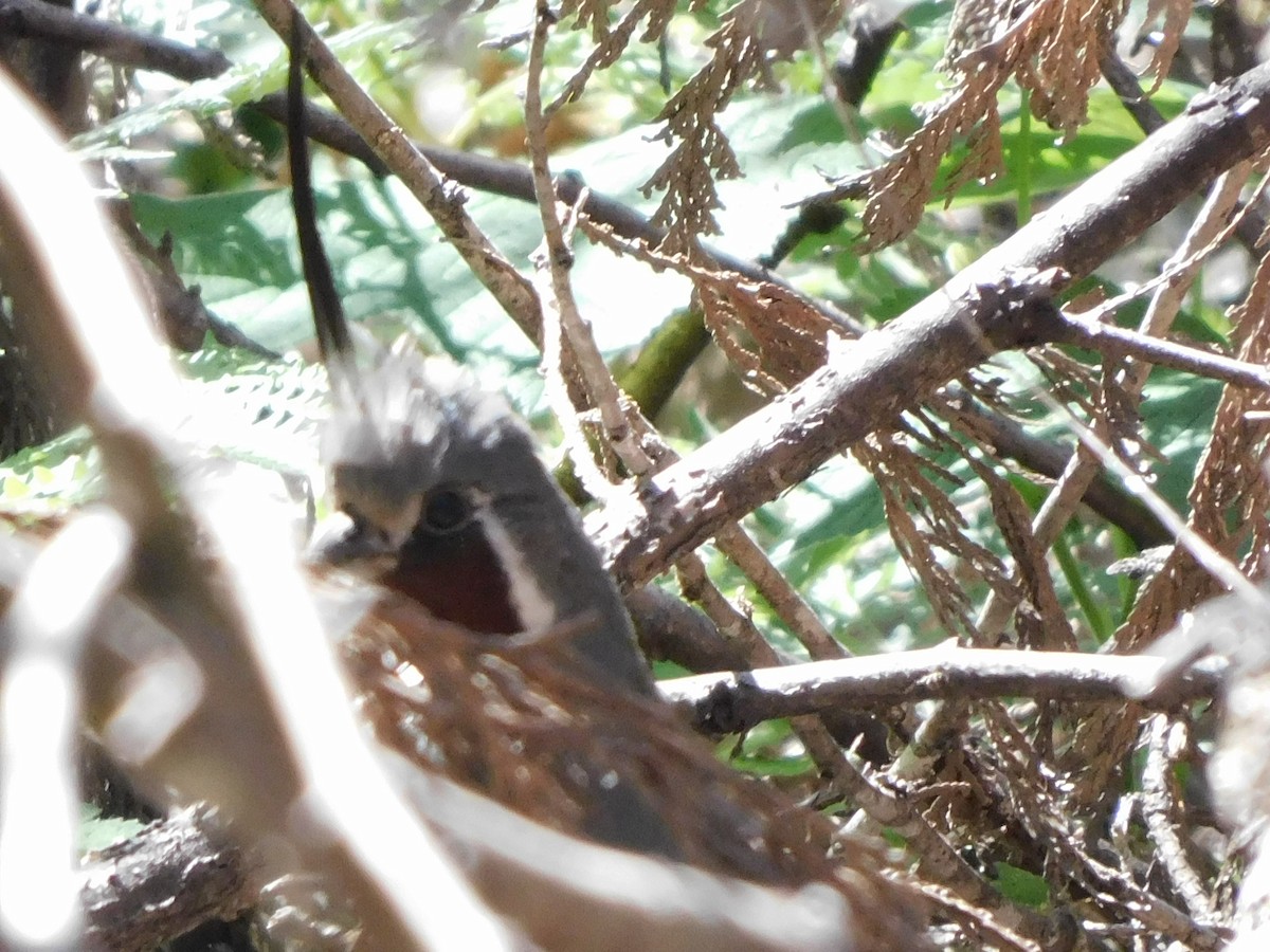 Mountain Quail - ML638419624
