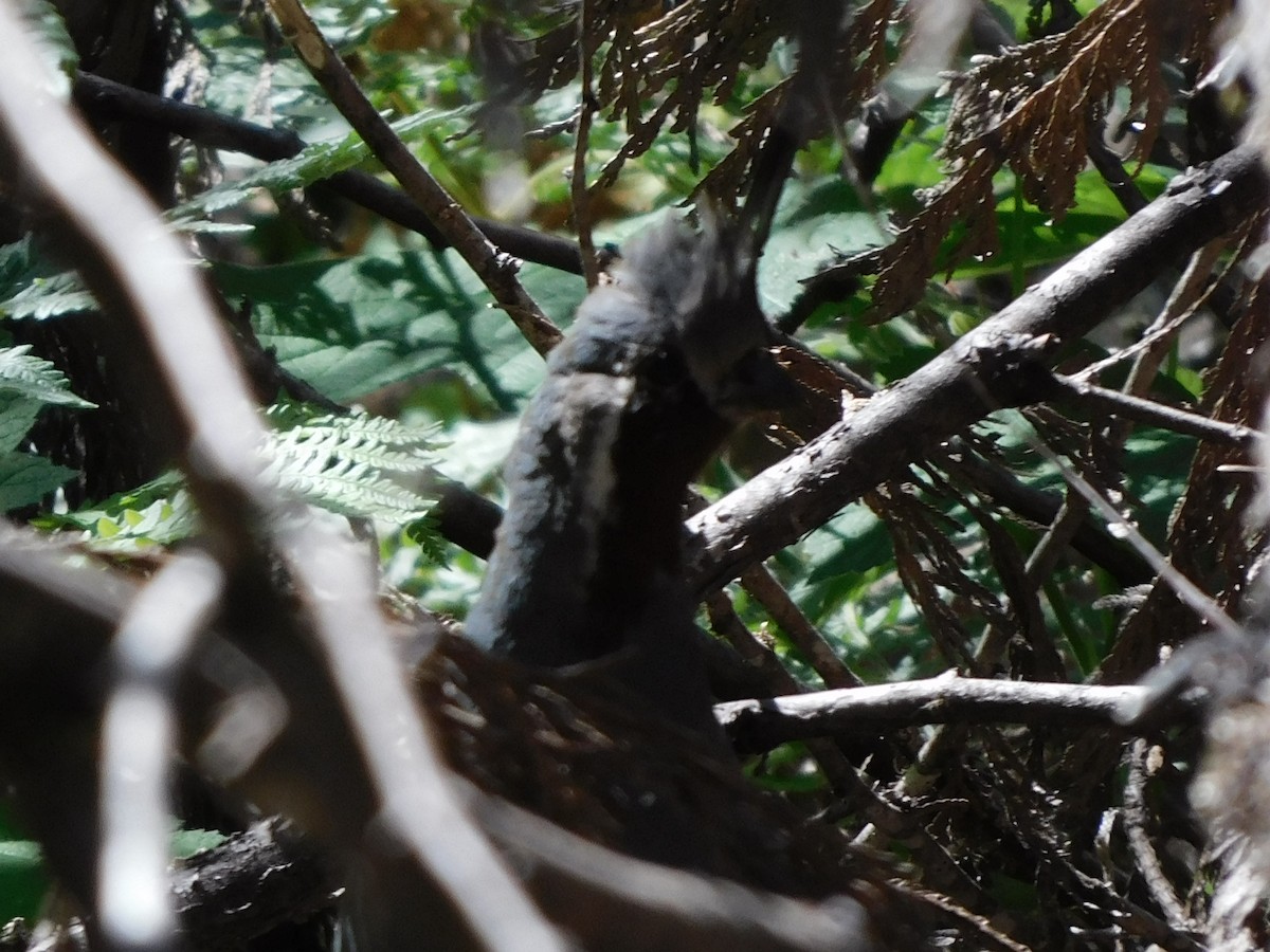 Mountain Quail - ML638419625