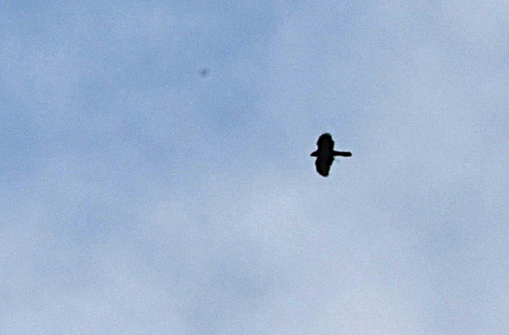 American Goshawk - ML638419626