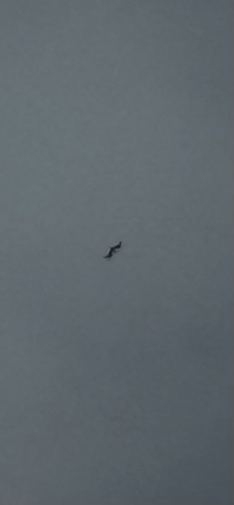 Magnificent Frigatebird - ML638419635