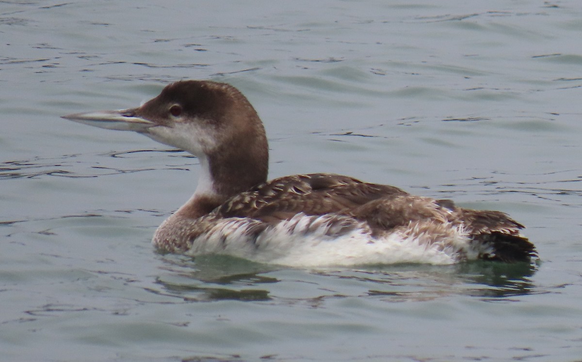 гахууна - ML638419636