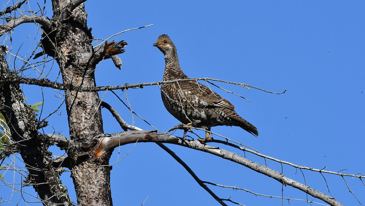 Sooty Grouse - ML638419639
