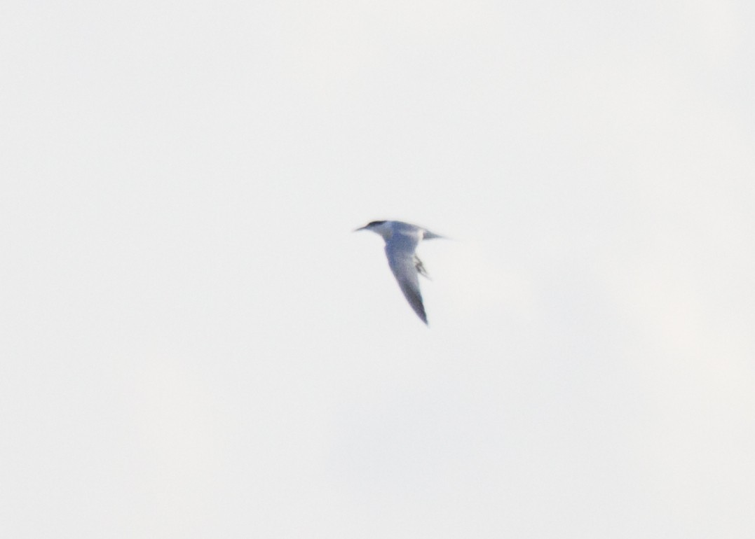 Roseate Tern - ML638419641