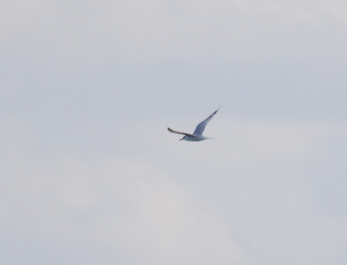 Roseate Tern - ML638419642