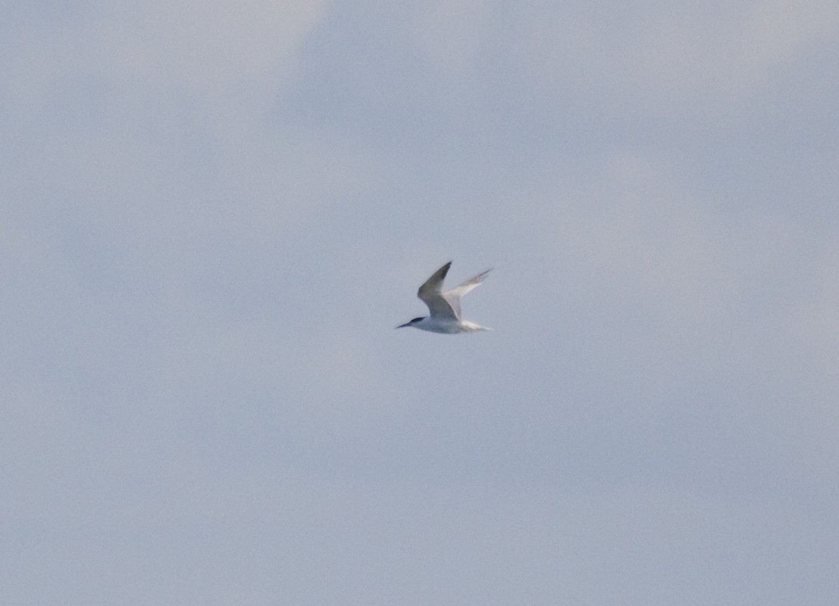 Roseate Tern - ML638419643