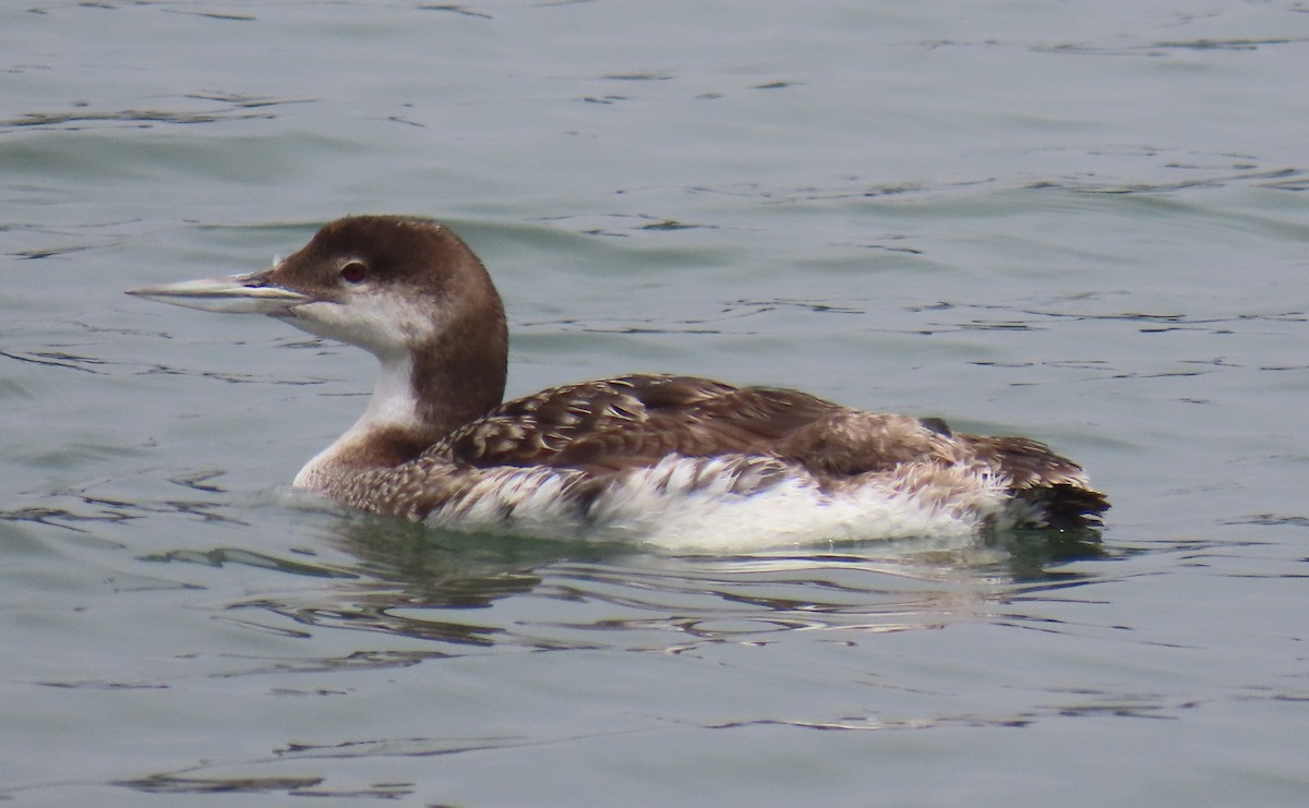 гахууна - ML638419651