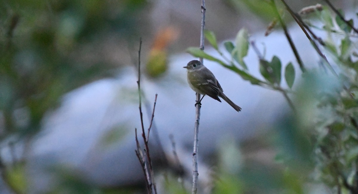 Dusky Flycatcher - ML638419652