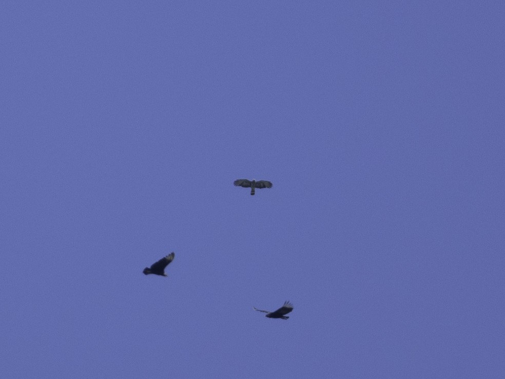 Hook-billed Kite - ML638419656