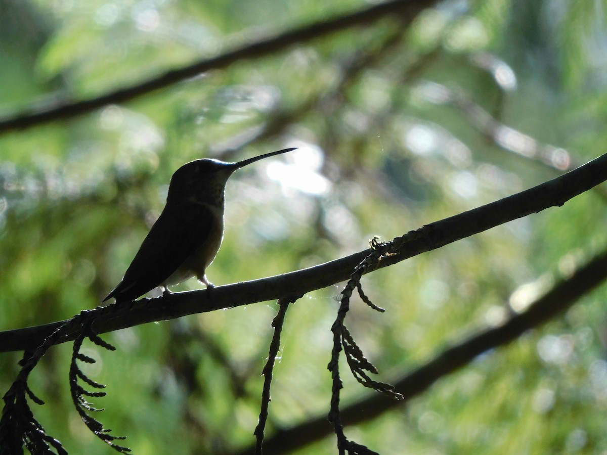 Rufous Hummingbird - ML638419657