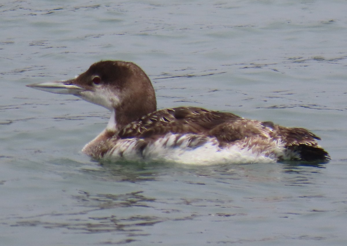 гахууна - ML638419664