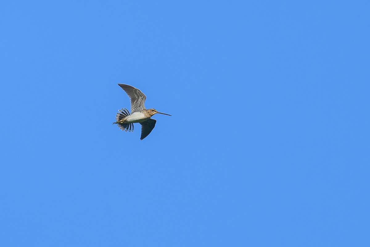 Wilson's Snipe - ML638419668