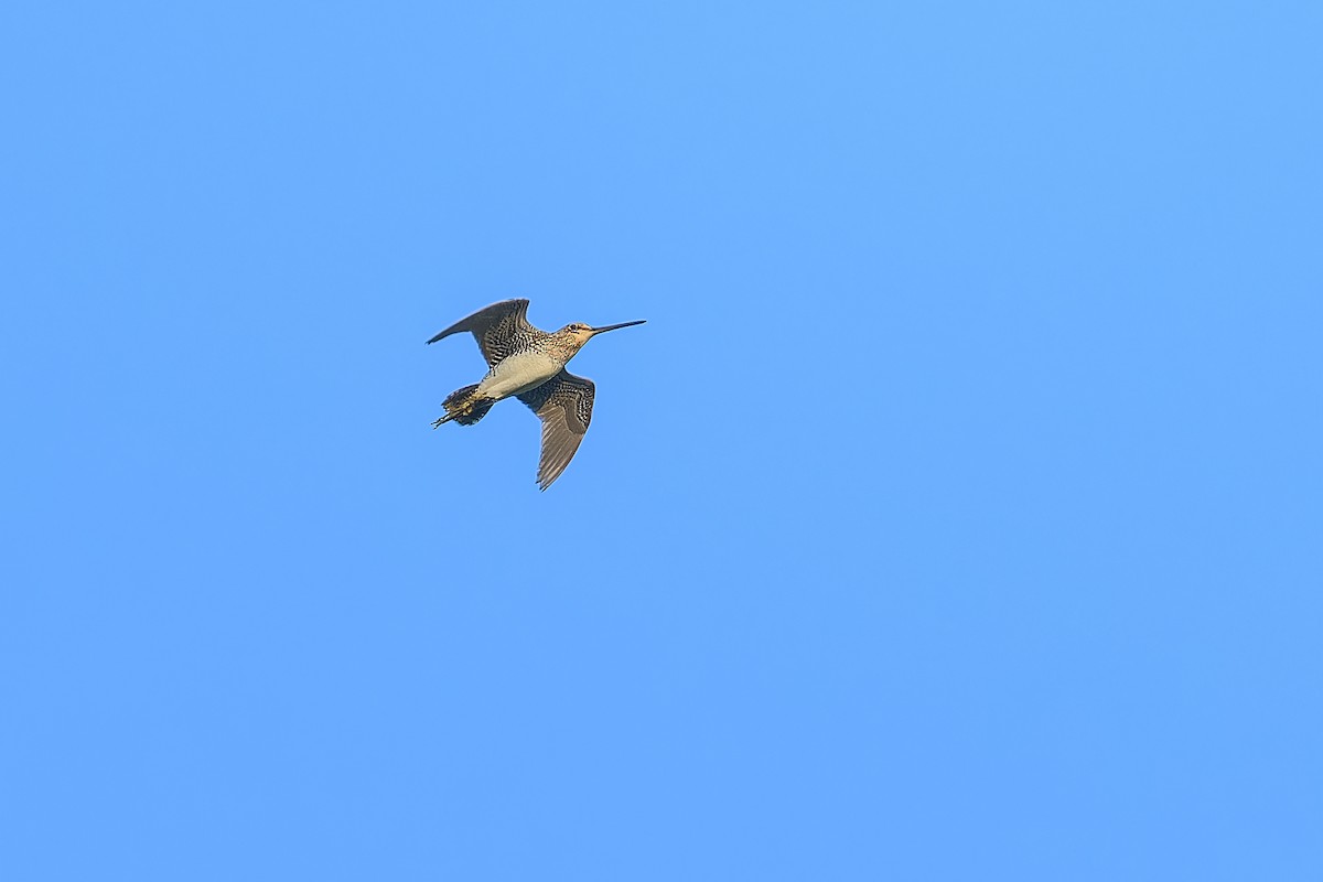 Wilson's Snipe - ML638419669