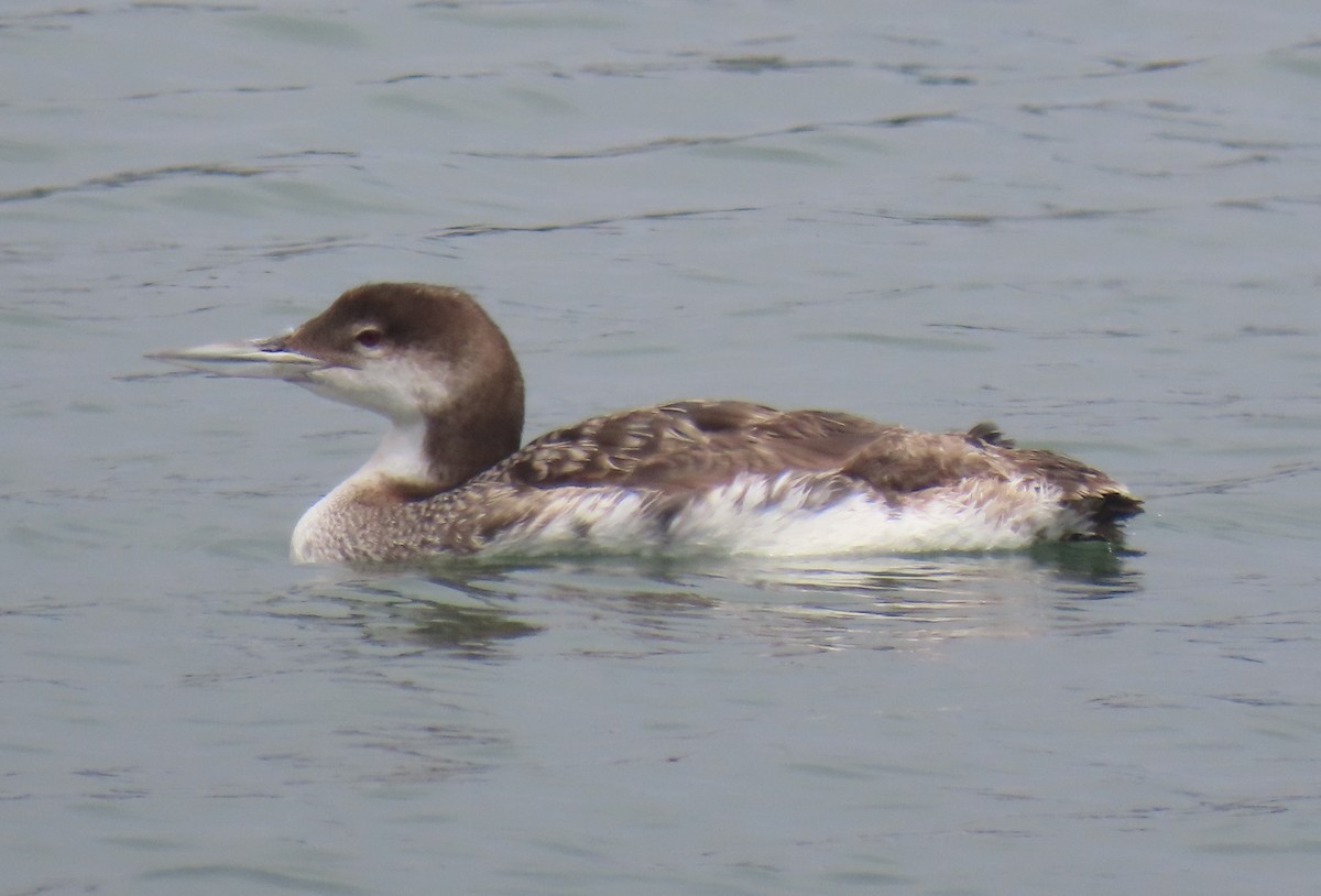 гахууна - ML638419698