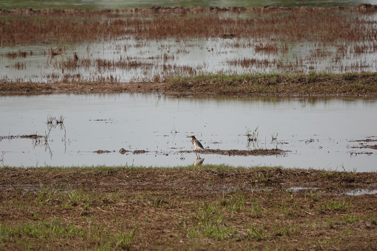 Chinese Pond-Heron - ML638419718