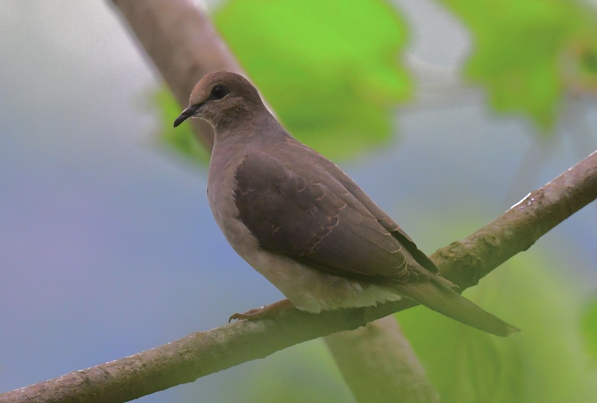 White-tipped Dove - ML638419719