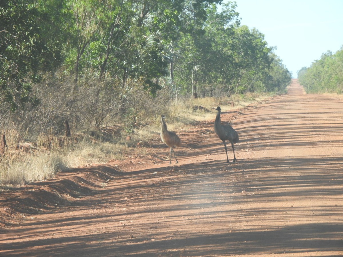Emu - ML638419723
