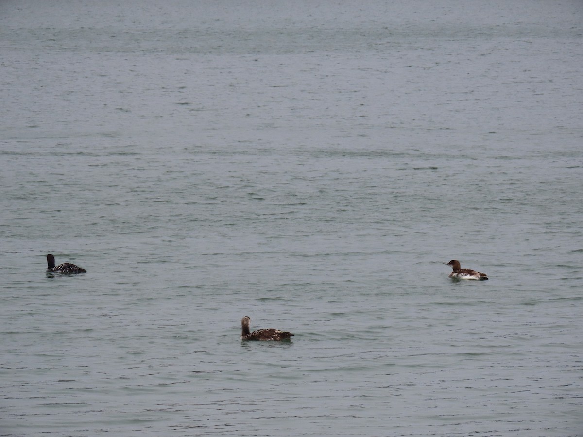 гахууна - ML638419727